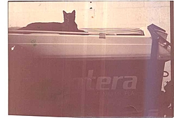 Pantera Pics from the early days-black-cat.jpg