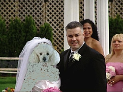 its Mr.  Wonderful's birthday today, and no one cares-poodle-wedding.jpg