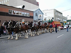 Save the Old Race Boats-clydesdales.jpg