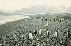 I Found Stecz's People's-pinguins1.jpg