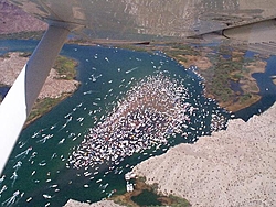 Havasu vs LOTO-sandbar.jpg