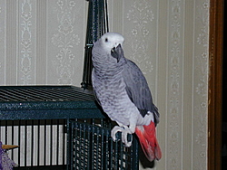 Speaking of parrot's, who know's about owning one.-bleep_door.jpg