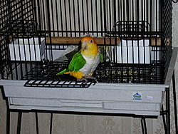 Speaking of parrot's, who know's about owning one.-mel_door.jpg