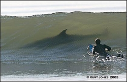 Surfing Anyone?-shark.jpg