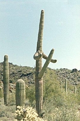 Lake Havasu flora (but no fauna)-cactus.jpg