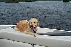 Boat Dogs-spencer.jpg