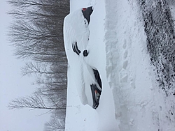 30 inches of snow !-img_1148.jpg