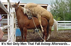 OT: Yes, horses do sleep standing up....-horsesfallasleeptoo.jpg