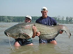 All Members....Check in, quick and easy, let's expirement.-140lb-catfish.jpg
