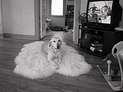 What other dog would let you do this?-tara-dog-rug.jpg