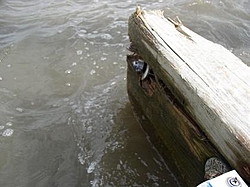 Hull Damage Repair Help?-culprit.jpg