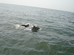 Little Creek Regatta/HRPA Chesapeake Bay Poker Run-dsc00433.jpg