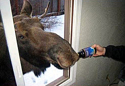 Inside JC Perf's-moosebeer.jpg