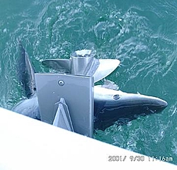 The B.S. Thread-blue_shark.jpg