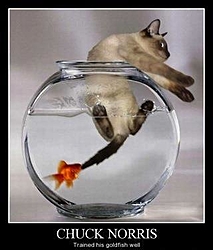 The B.S. Thread-goldfish-chuck-norris.jpg